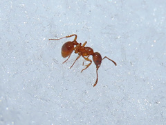 Myrmica rubra