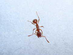 Myrmica rubra