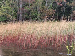 Juncus militaris