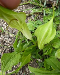 Arisaema jacquemontii
