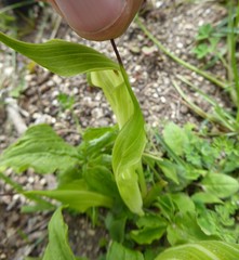 Arisaema jacquemontii