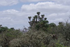 Euphorbia triangularis