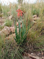 Aloe verecunda