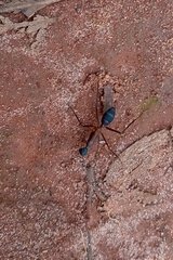 Camponotus lespesii