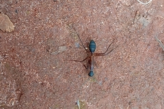 Camponotus lespesii