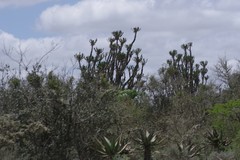 Euphorbia triangularis