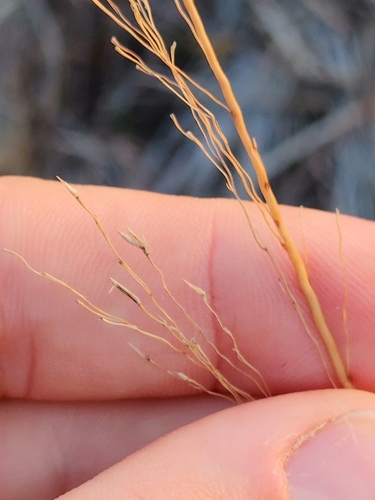 Image of Sporobolus floridanus by (c) Scott Allen Davis, some rights reserved (CC BY)