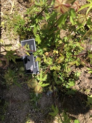 Hibiscus richardsonii