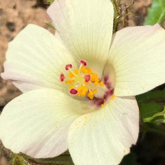 Hibiscus richardsonii
