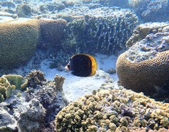 Chaetodon flavirostris