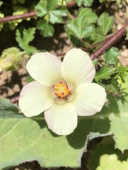 Hibiscus richardsonii
