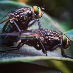 Sarconesia chlorogaster