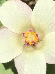 Hibiscus richardsonii