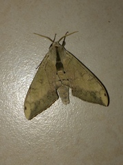 Pseudoclanis postica