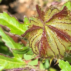 Hibiscus richardsonii