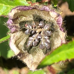 Hibiscus richardsonii