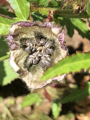 Hibiscus richardsonii