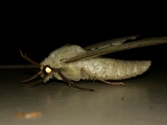 Pseudoclanis postica