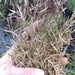 Bog Panic Grass - Photo (c) Scott Ward, some rights reserved (CC BY), uploaded by Scott Ward