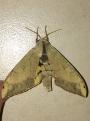 Pseudoclanis postica