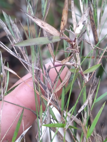 Image of Dichanthelium lucidum by (c) Scott Ward, some rights reserved (CC BY)