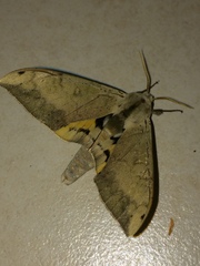 Pseudoclanis postica