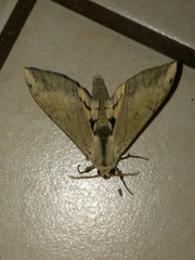 Pseudoclanis postica