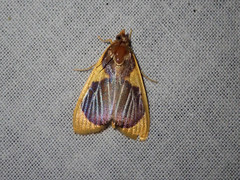 Prooedema inscisalis