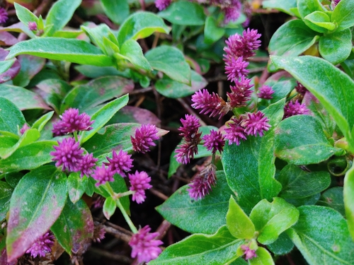 Alternanthera porrigens