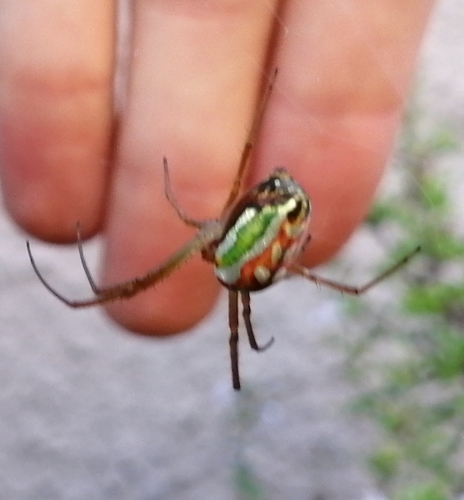 Masked Vlei Spider