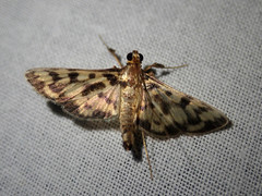 Rhimphalea heranialis