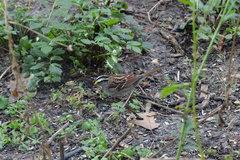 Zonotrichia albicollis