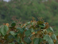 Mallotus tetracoccus