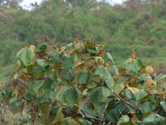 Mallotus tetracoccus