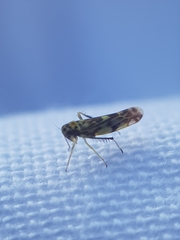 Eupteryx urticae
