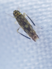 Eupteryx urticae