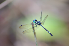 Tetrathemis leptoptera