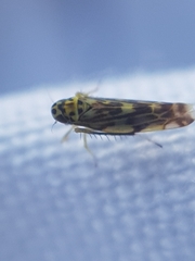 Eupteryx urticae