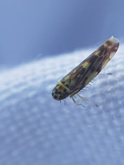 Eupteryx urticae