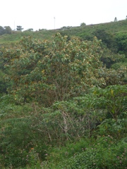 Mallotus tetracoccus