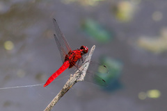 Rhodothemis nigripes