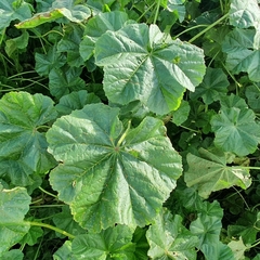 Malva