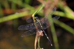 Orthetrum serapia