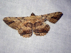 Ruttellerona pseudocessaria