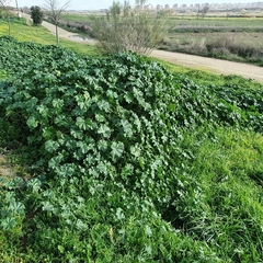 Malva