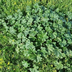 Malva
