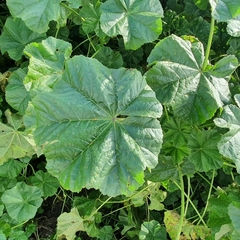Malva