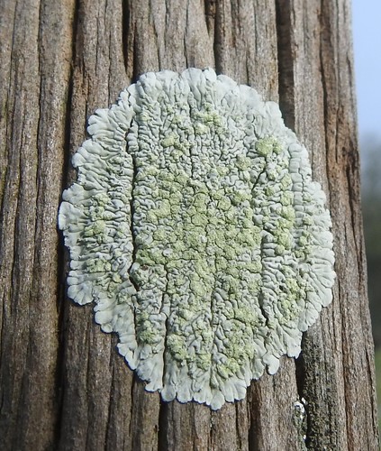 White Pleated Lichen