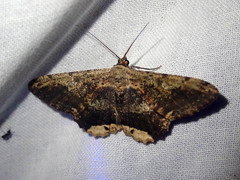 Ruttellerona pallicostaria