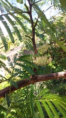 Mimosa tenuiflora